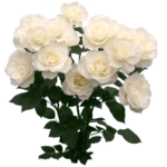 <a class="amazingslider-posttitle-link" href="http://fsgm-indonesia.org/2016/12/30/you-are-the-salt-and-the-light/" target="_blank">You are the Salt and the Light</a> <a class="amazingslider-posttitle-link" href="http://fsgm-indonesia.org/2016/12/30/you-are-the-salt-and-the-light/" target="_blank">You are the Salt and the Light</a>