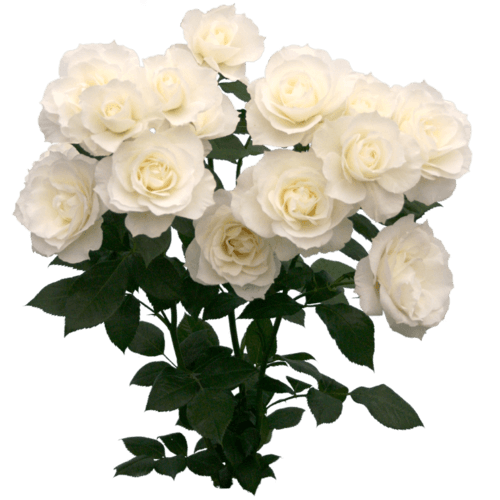 <a class="amazingslider-posttitle-link" href="http://fsgm-indonesia.org/2016/12/30/you-are-the-salt-and-the-light/" target="_blank">You are the Salt and the Light</a> <a class="amazingslider-posttitle-link" href="http://fsgm-indonesia.org/2016/12/30/you-are-the-salt-and-the-light/" target="_blank">You are the Salt and the Light</a>
